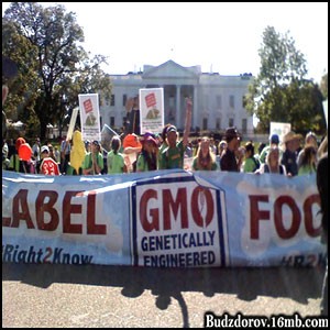 Мир протестует против ГМО